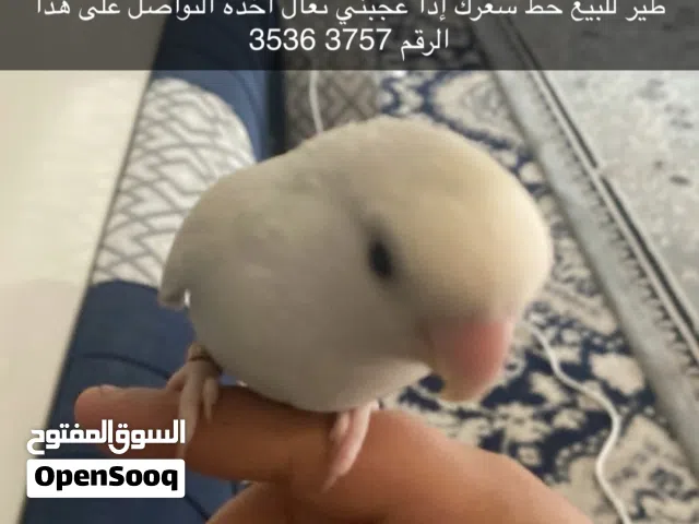 روز ابيضّ للبيع مدرب حط سعرك وشيل