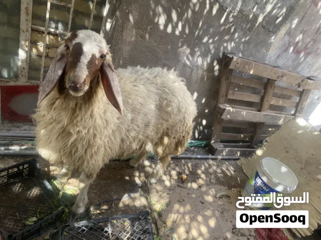 سلام عليكم طلي فحل حميداني البيع