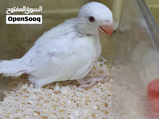 فرخ بيبي متوه البينو عس اليف صحه ونظافه  مع كامل اغراضه التواصل هنا او وتساب