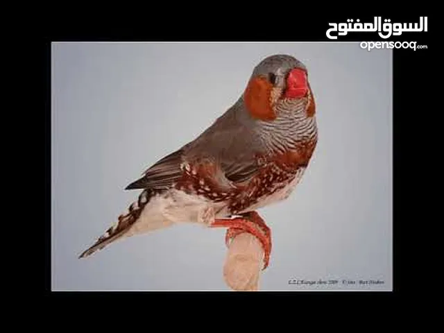 18 جوز جنة جامبو شغالات معهم فراخ للبيع