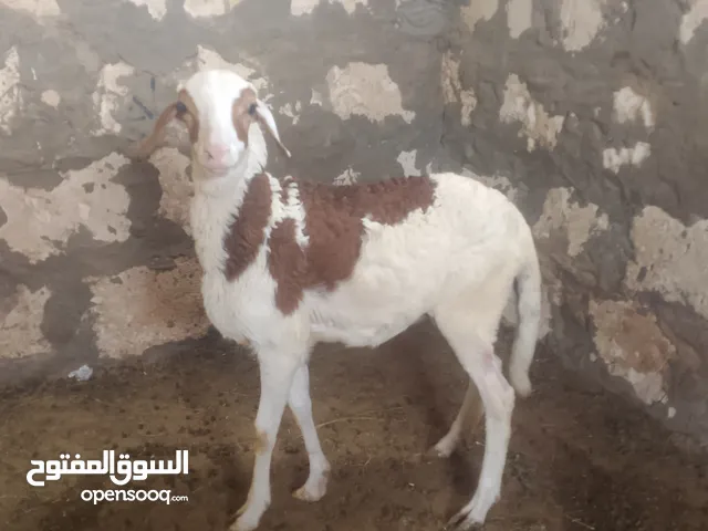 حوليه عمره سبع شهور
