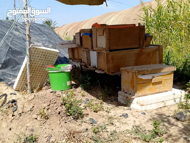 نحل بحالة ممتازة للبيع بسعر حررق .....