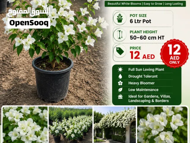 Bougainvillea White – Elegant White Flowering Plant  50-60 cm Height  6L Pot