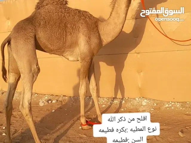 بكره للبيع
