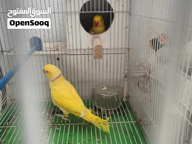 زوج درة أصفر نقي امايات الفحل اليف للبيع