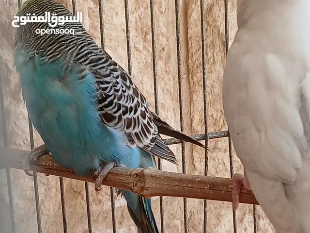 طيور حب [بادجي] 2 متوالفات و نشاط و نظافه تبارك الله .........