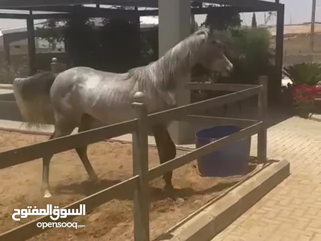 مهره عربيه مسجله عمرها سنه واربع شهور للبيع