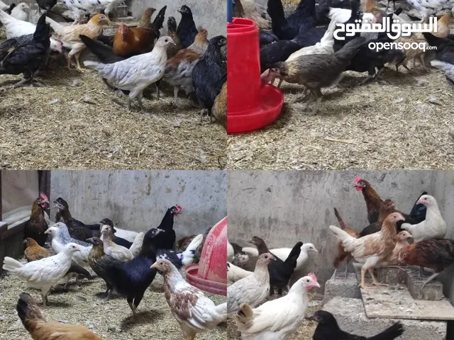دجاج عمانيات للبيع