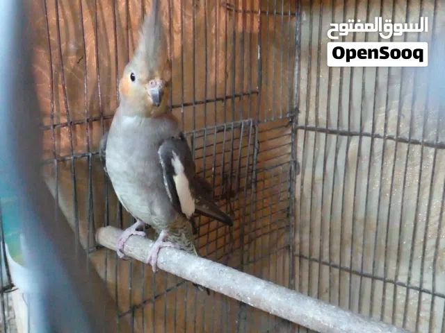 نثيه كوكتيل حبشيه مال بيت نص اليفه مراوس بنثيه غندوره روز