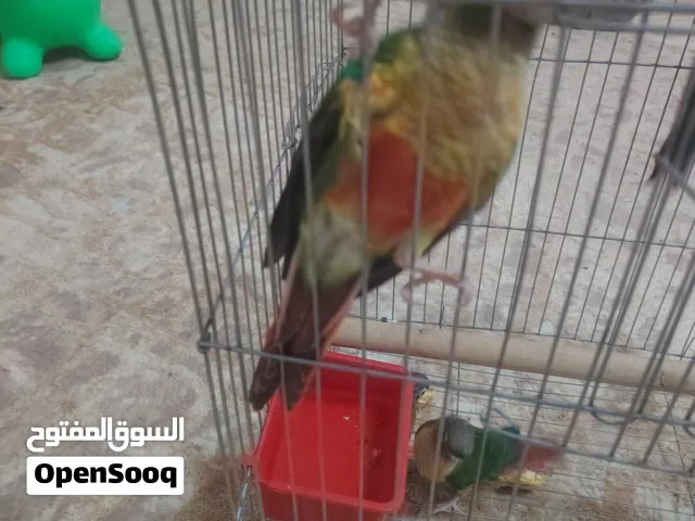 إنتاج محلي كنيور  عدد 7 طروف الأب يلو والام سينامون إنتاج شهر 4 مخوصات لي يدور في الحاجة النظيفة