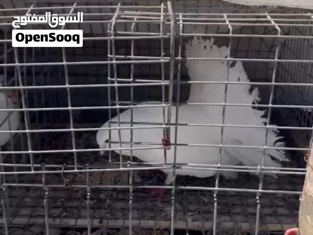 حمام دكر ديل الله يبارك مصوقر