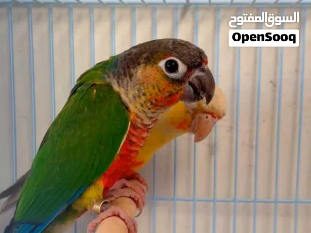 ذكور كنيورات / قرين جيك واناناس جاهزين للانتاج