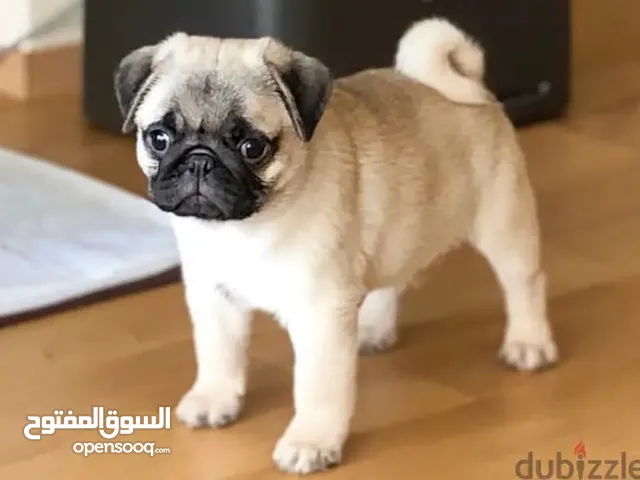 Purebreed Pug puppy
