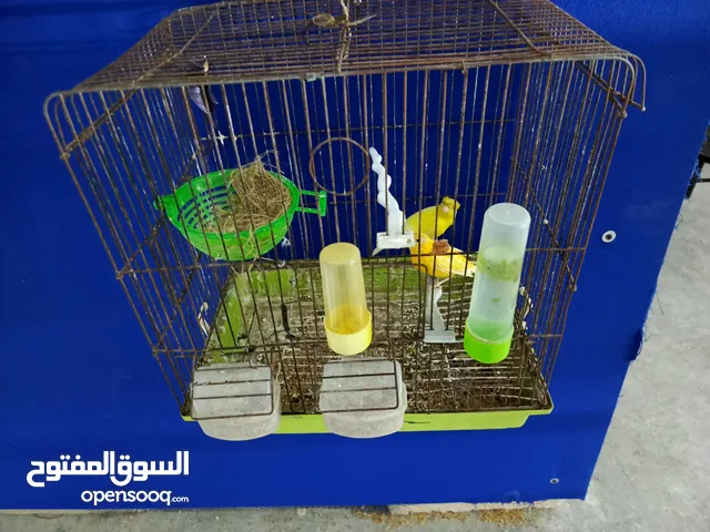 جوز كنار ليموني مقبر مع جزري تحته بيضتين مع القفص ب 25 د نهائي الزرقاء جبل الأمير حسن