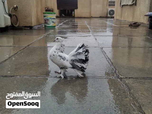 تك نثيه حمام عروسه كلش حلوه وزايفه مكاني البصره حي المهندسين