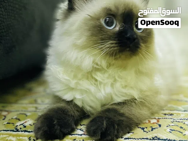 Ragdoll kittens and Adult pair