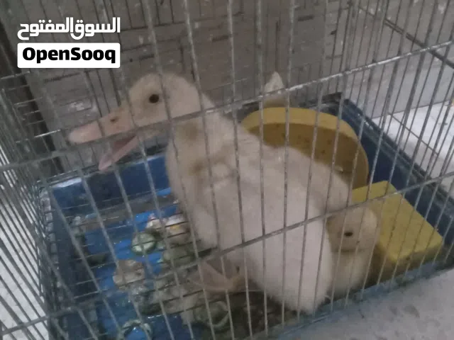 طيور بط عدد 2