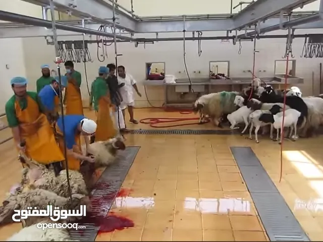 معلم جزار لذبحت اضحيت العيد