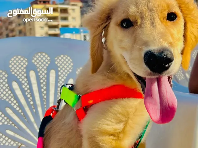 جولدن 6 شهور مرخصة