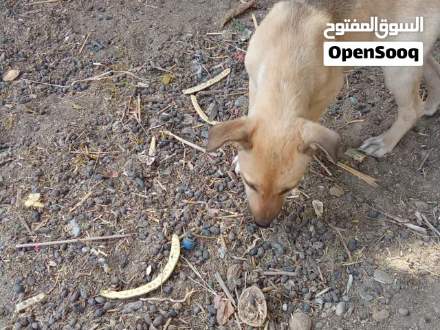 كلاب حراسه كلاب تستجيب   للتدريب