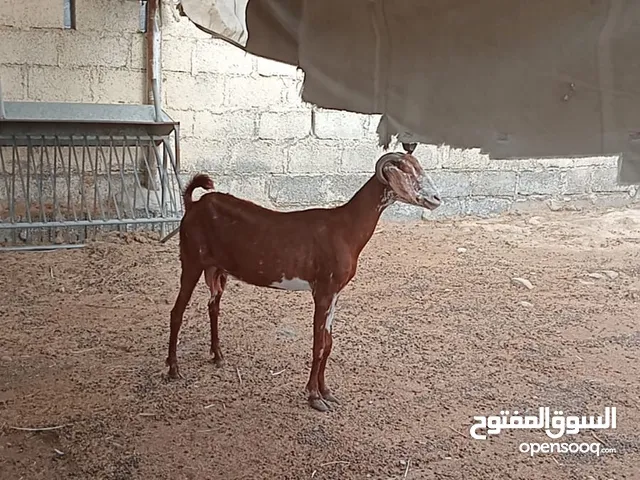 شاه تهجين باكستاني