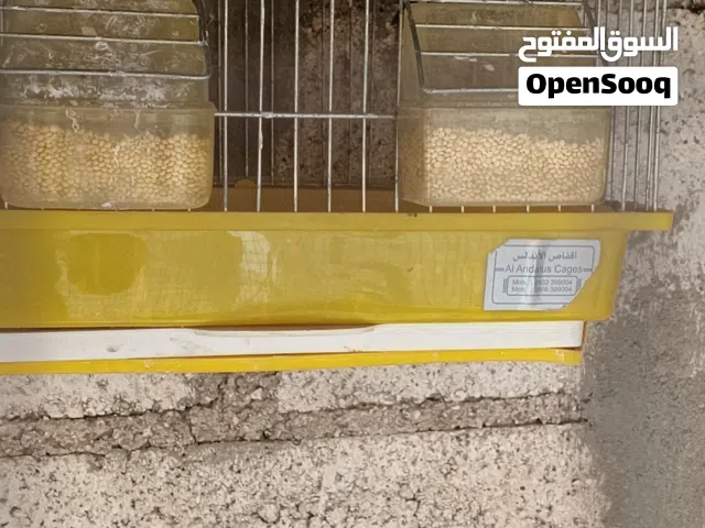 جوز جاوه للبيع