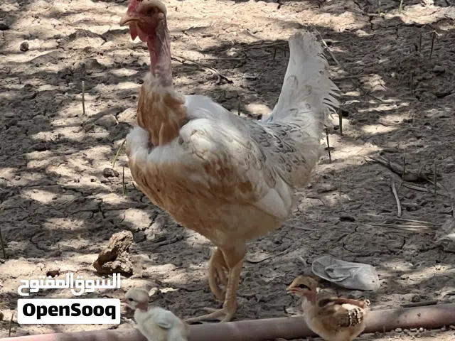 دجاجت عرب وديج كيوتي