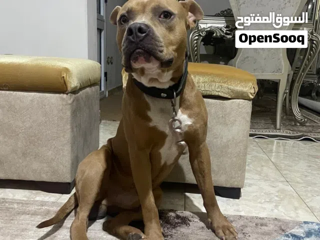 كلب بيتبول بولىXLعمره 9 شهور السعر 12000وقابل للتفاوض