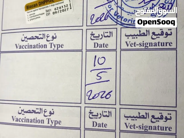 كلبه مالينوا