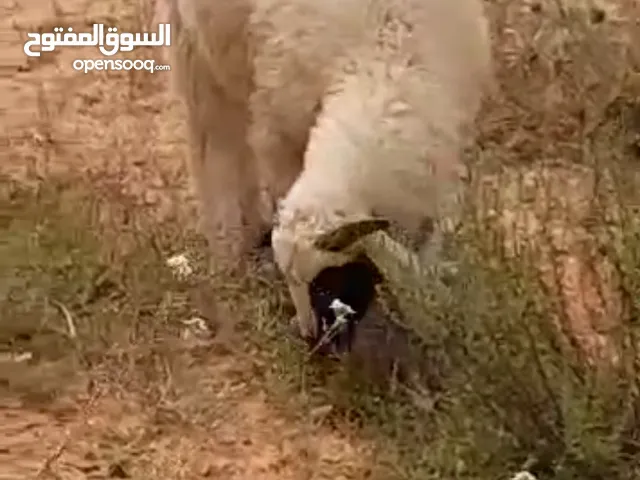 خروف وفطيمه مشاء الله توميات