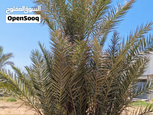 اشجار نخيل للبيع