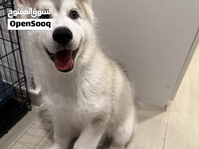 Alaskan Malamute