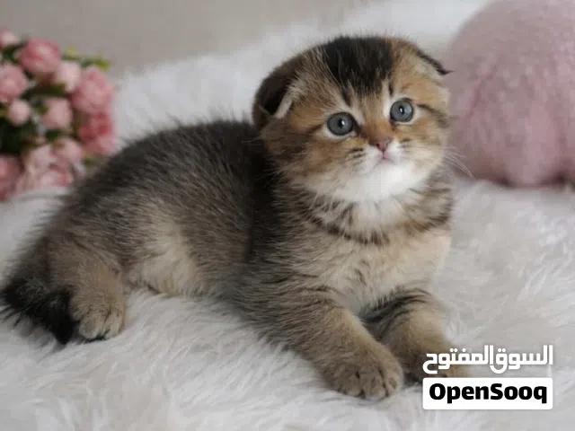 ذكر وانثى سكوتش فولد NY25/ تايقر