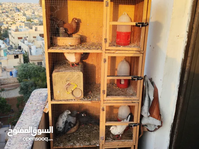 اربع جواز حمام للبيع مع القن