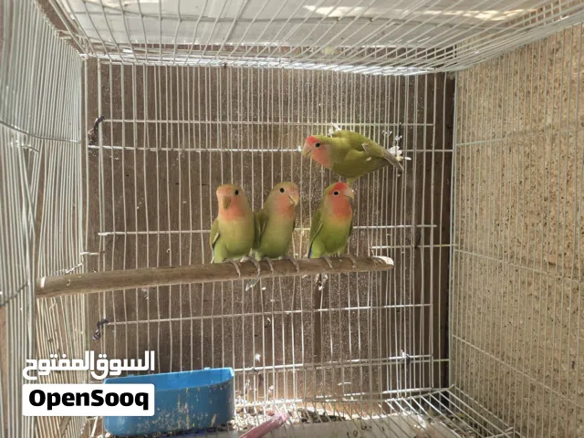 روز محلي بأفضل صحة