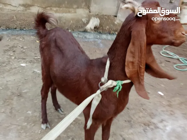 صخله افغانيه للبيع
