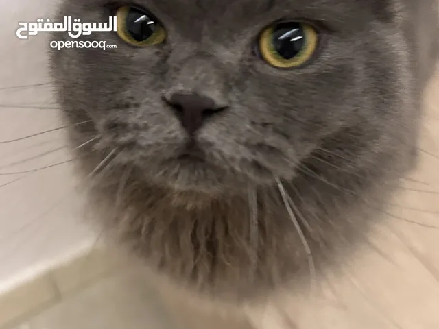 قطين للتبني في جده