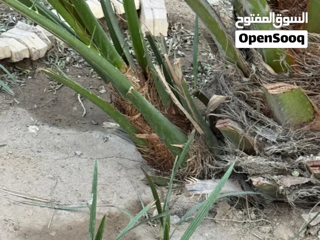 افراخ نخل (برحي) عدد 4 حجم الواحد بحجم قنينه الغاز