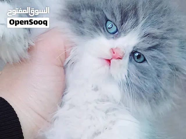 ولد وبنت بيرشن بلو باى كلر50 يوم مدربين ومطعمين حشرات