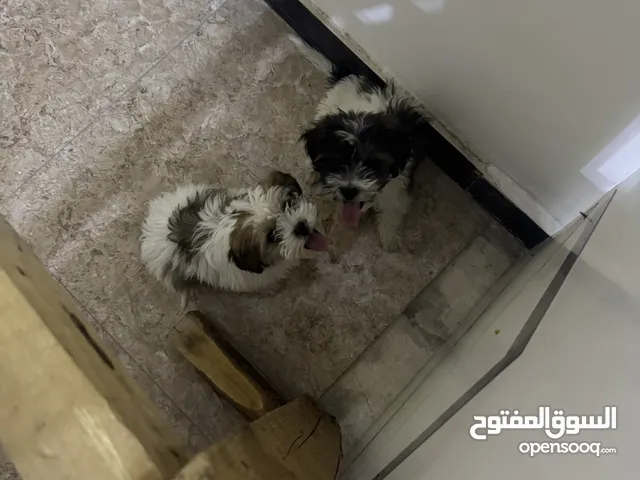 كلاب تيرير