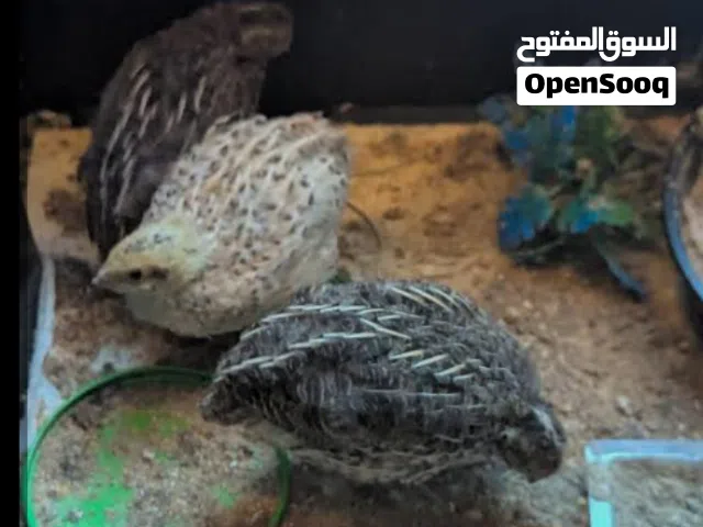 سمان جامبو سوبر