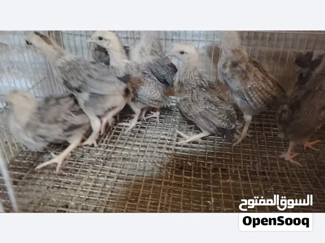 سلام عليكم  متاح افراخ كويتي دندراوي فاتح قليل  اكثر  شوكي تمري