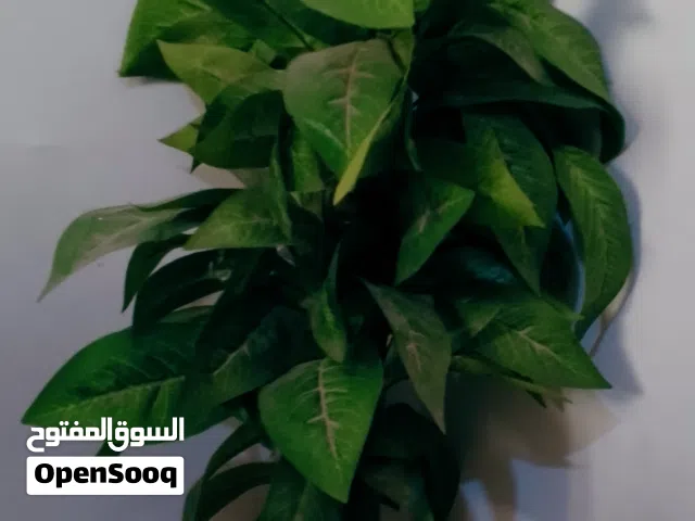 نبات البوتس بلاستيك