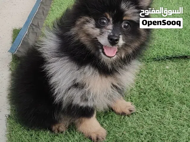 3 months old