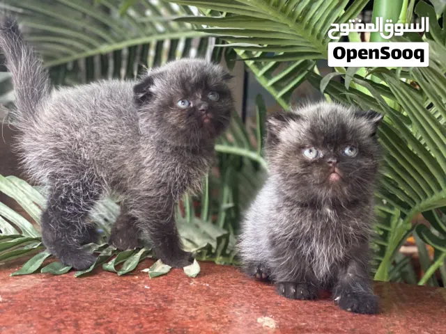 سكوتش فولد مميز