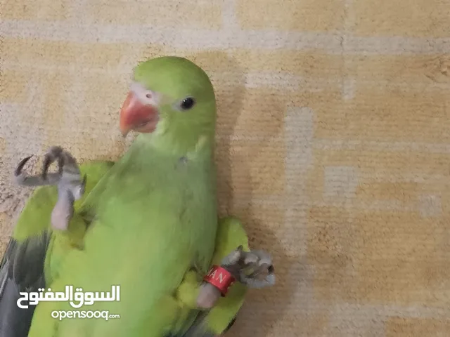 ببغاء دره للبيع اليف