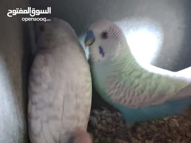 جوز طيور حب