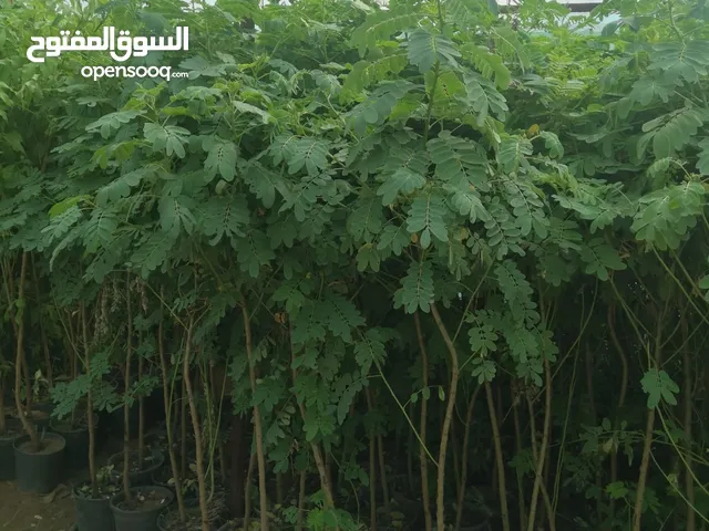 شتلات أشجار ظلال للحماية من الشمس الحارقة