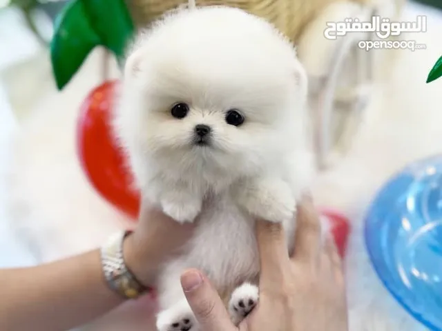 Pomeranian puppies for adoption
