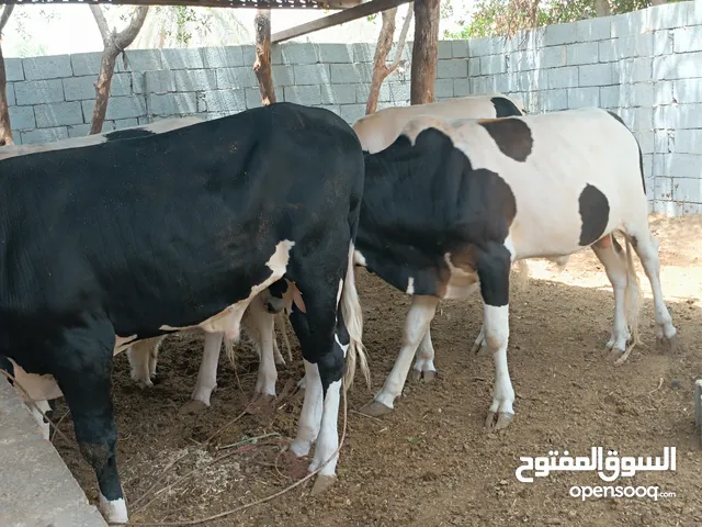 السلام عليكم الهم صل على محمد وال محمد عجول ثنين للبيع